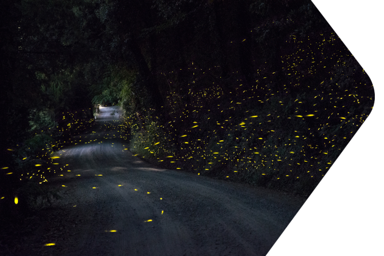 Naturinspirerte LED gatelys | SWARCO